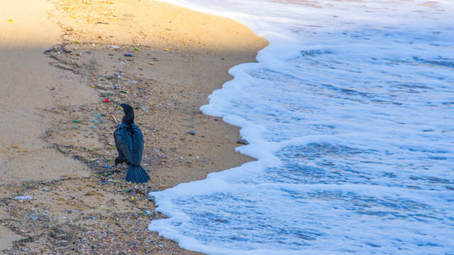 小竹湾沙滩海鸟