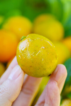 脆蜜金桔