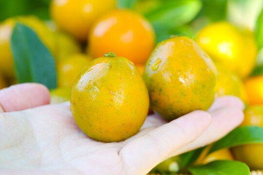 脆蜜金桔