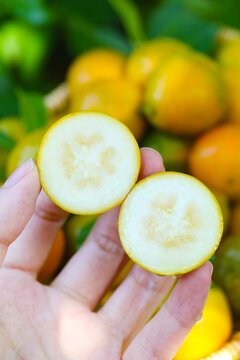 脆蜜金桔