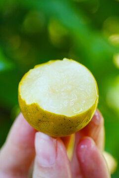 脆蜜金桔