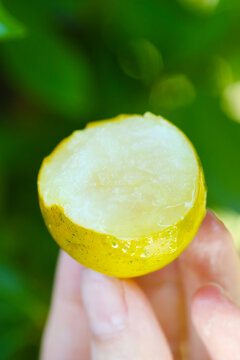 脆蜜金桔