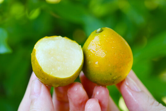 脆蜜金桔