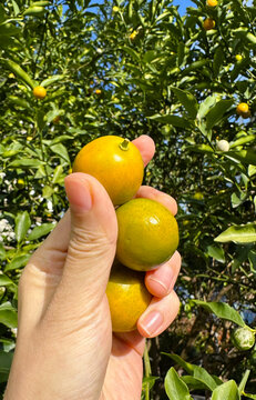 脆蜜金桔