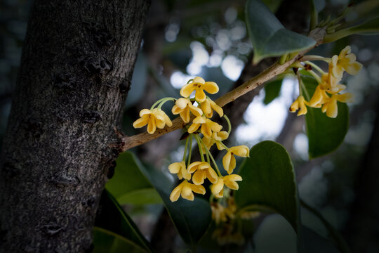 桂花