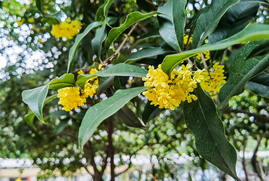 桂花