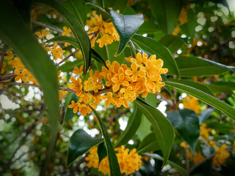 桂花