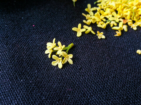 桂花