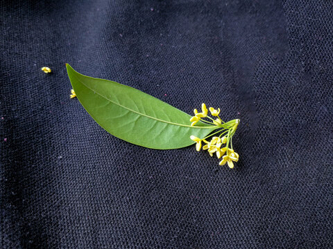 桂花