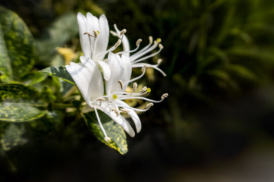 金银花