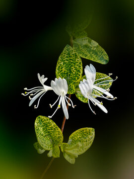 金银花