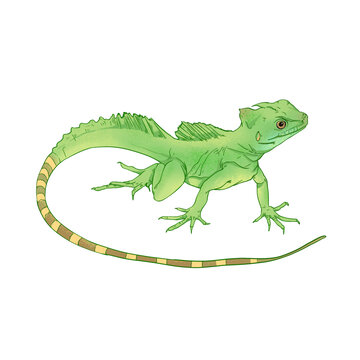 双冠蜥蜴