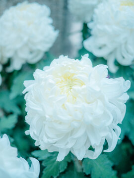 公园里盛开的菊花特写镜头