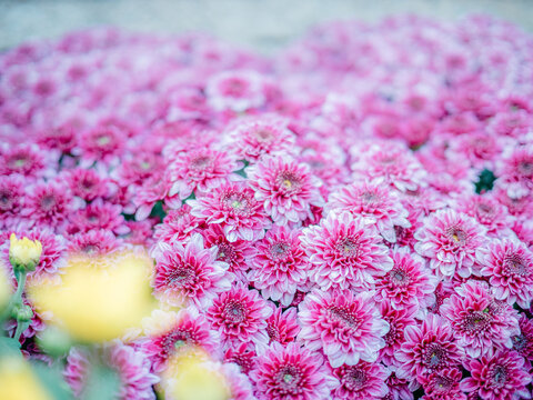 公园里盛开的菊花特写镜头