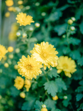 公园里盛开的菊花特写镜头