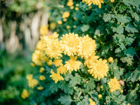 公园里盛开的菊花特写镜头