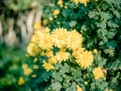 公园里盛开的菊花特写镜头