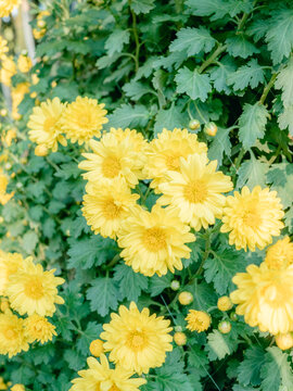公园里盛开的菊花特写镜头