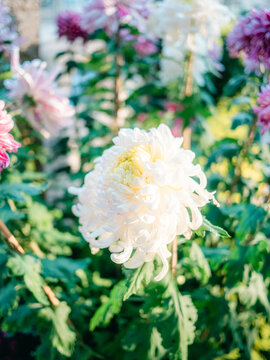 公园里盛开的菊花特写镜头