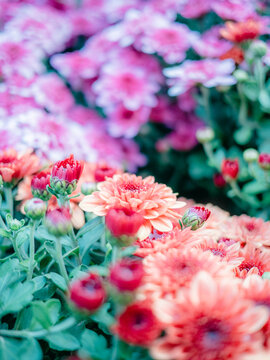 公园里盛开的菊花特写镜头