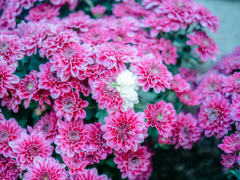 公园里盛开的菊花特写镜头