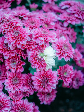 公园里盛开的菊花特写镜头