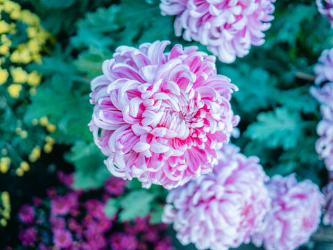 公园里盛开的菊花特写镜头