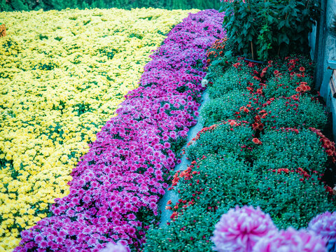 公园里盛开的菊花特写镜头