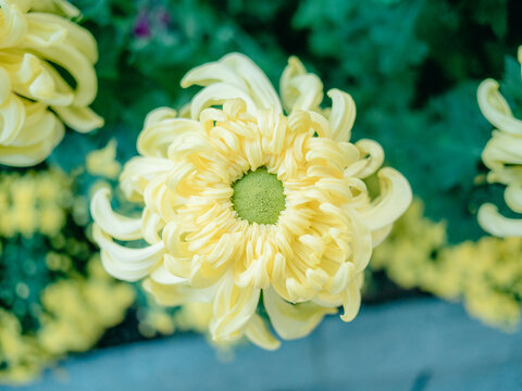 公园里盛开的菊花特写镜头