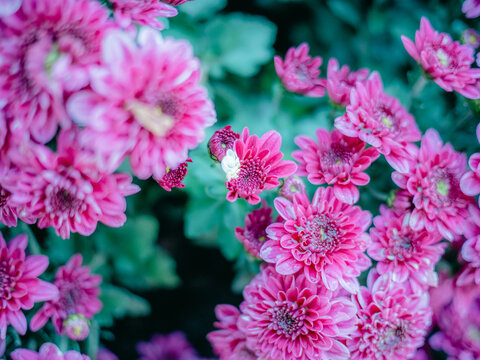 公园里盛开的菊花特写镜头