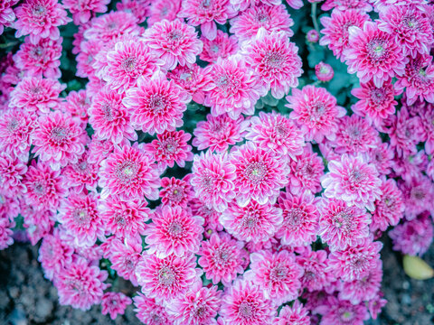 公园里盛开的菊花特写镜头