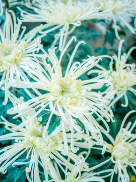 公园里盛开的菊花特写镜头