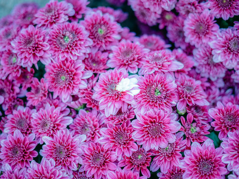 公园里盛开的菊花特写镜头