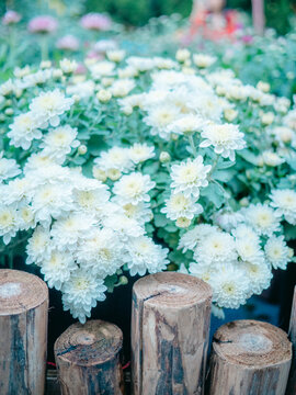 公园里盛开的菊花特写镜头