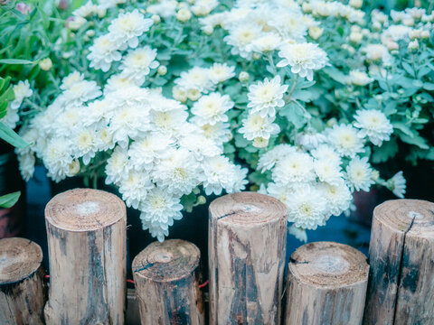 公园里盛开的菊花特写镜头