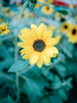 公园里盛开的菊花特写镜头