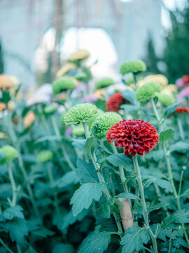公园里盛开的菊花特写镜头