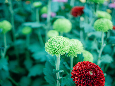 公园里盛开的菊花特写镜头