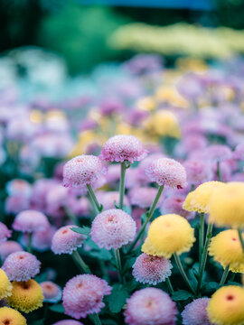 公园里盛开的菊花特写镜头