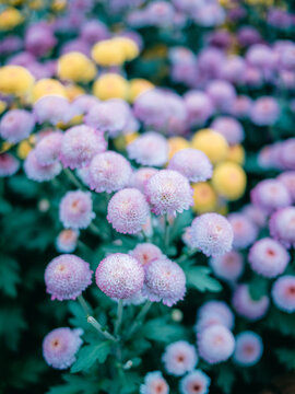 公园里盛开的菊花特写镜头