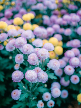 公园里盛开的菊花特写镜头