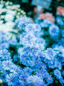 公园里盛开的菊花特写镜头