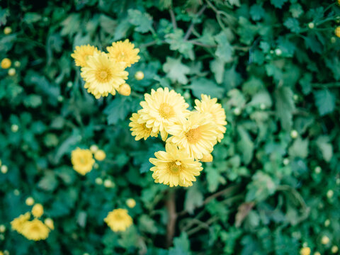 公园里盛开的菊花特写镜头