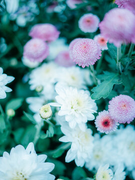 公园里盛开的菊花特写镜头