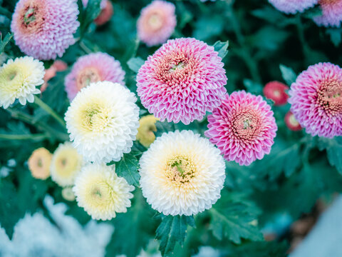 公园里盛开的菊花特写镜头