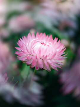 粉红色菊花植物特写镜头