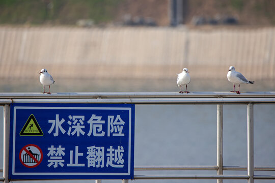 海鸥