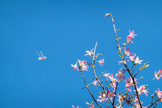 粉花枝蓝天背景画