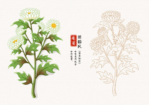 亳菊草药插画