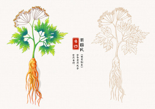 当归草药插画